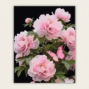 Finished pink peonies and butterfly paint by numbers canvas on black background