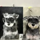 Custom dog paint by number canvas next to a real black and white Schnauzer wearing glasses and a reference polaroid photo.