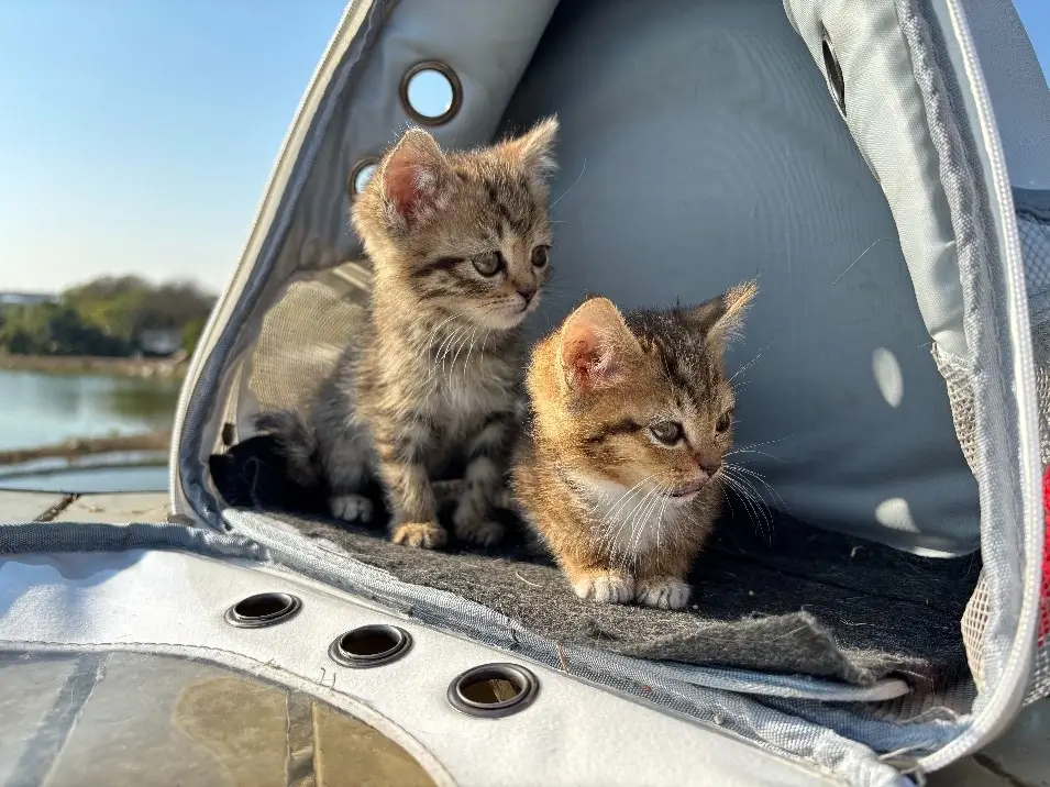 Original high-quality photo of two kittens submitted for a custom paint by number pet portrait kit.