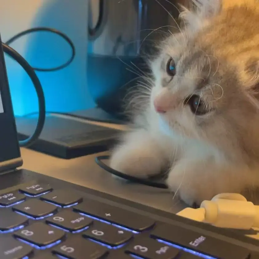 Milo, the adorable kitten behind the CustomPBN brand, looking closely at a laptop screen while helping design custom pet canvases.