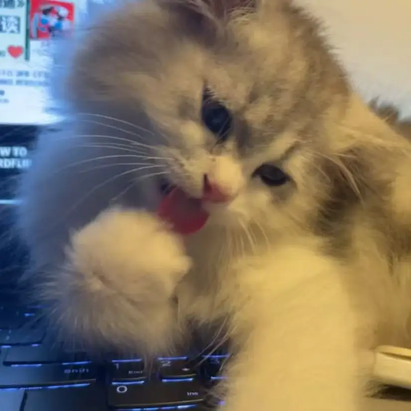 A fluffy Highland Longhair kitten named Milo licking his paw on a laptop keyboard, the inspiration behind CustomPBN's custom pet paint by number kits.