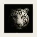 Finished 16x16 white tiger paint by numbers canvas showing a realistic tiger face on a black background.