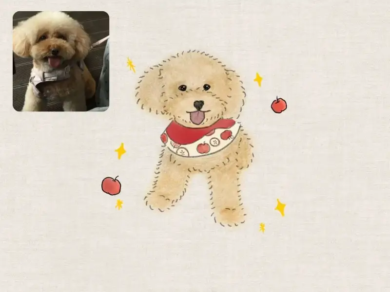 Before-and-after hand-drawn portrait of a happy cream poodle wearing a red apple-patterned scarf.