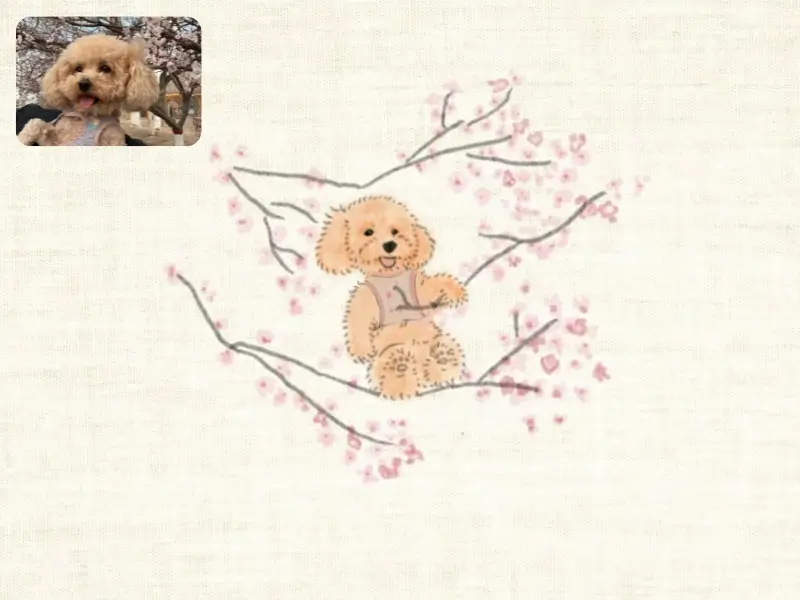 Before-and-after custom pet portrait of a brown poodle, transformed from a photo into a hand-drawn illustration sitting on a cherry blossom branch.